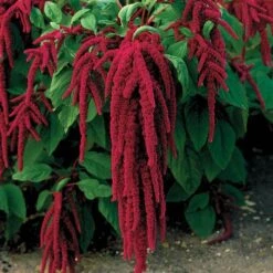 Love-Lies-Bleeding Red Amaranthus Seeds 7 Love-Lies-Bleeding Red Amaranthus Seeds -Park Seed® Shop 00078 PK P1 2