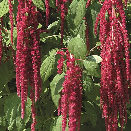 Love-Lies-Bleeding Red Amaranthus Seeds 3 Love-Lies-Bleeding Red Amaranthus Seeds