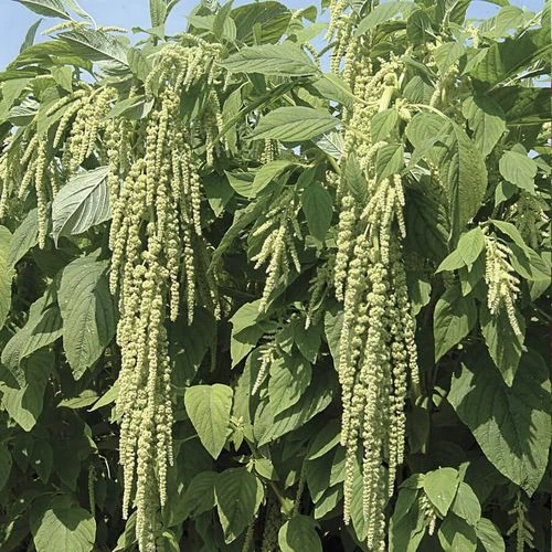 Love-Lies-Bleeding Green Amaranthus Seeds 4 Love-Lies-Bleeding Green Amaranthus Seeds - Image 2