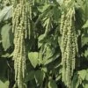 Love-Lies-Bleeding Green Amaranthus Seeds 2 Love-Lies-Bleeding Green Amaranthus Seeds -Park Seed® Shop 00080 pk p1