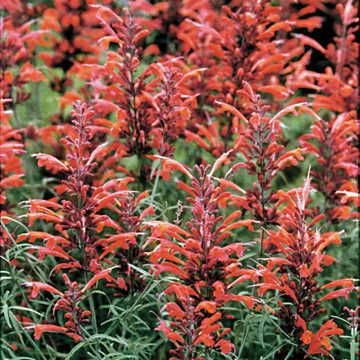 Giant Hyssop Seeds 3 Giant Hyssop Seeds