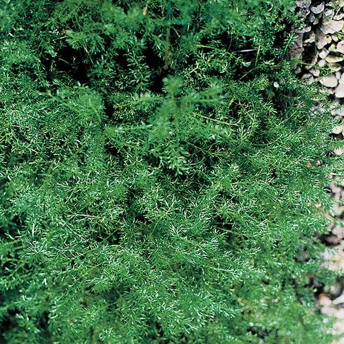 Roman Chamomile Seeds 3 Roman Chamomile Seeds