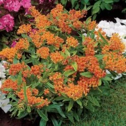 Butterfly Weed Seeds -Park Seed® Shop 00198 2