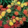 Gay Butterflies Butterfly Weed Seeds -Park Seed® Shop 00212 pk p1