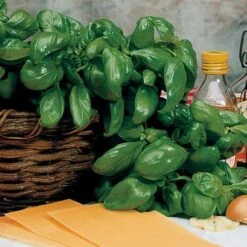 Large Leaf Italian Basil Seeds