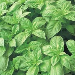 Nufar Hybrid Basil Seeds