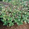 'Cinnamon' Basil Seeds -Park Seed® Shop 00275 pk p1