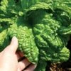 Lettuce Leaf Basil Seeds -Park Seed® Shop 00290 pk p1