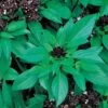 Siam Queen Thai Basil Seeds 2 Siam Queen Thai Basil Seeds -Park Seed® Shop 00305 pk p1