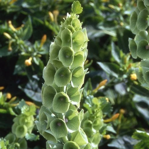 Bells Of Ireland Seeds 4 Bells Of Ireland Seeds - Image 2