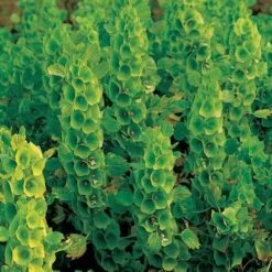 Bells Of Ireland Seeds 7 Bells Of Ireland Seeds -Park Seed® Shop 00325 PK P1 2