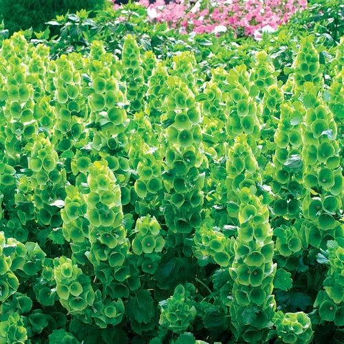 Bells Of Ireland Seeds 3 Bells Of Ireland Seeds