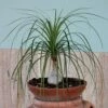 Ponytail Palm Seeds 1 Ponytail Palm Seeds -Park Seed® Shop 00333 pk p1