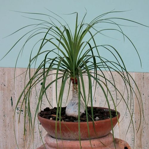 Ponytail Palm Seeds 3 Ponytail Palm Seeds