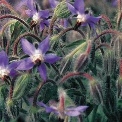 Borage Seeds -Park Seed® Shop 00337 PK P1 1