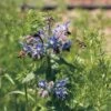 Borage Seeds 2 Borage Seeds -Park Seed® Shop 00337 pk p1