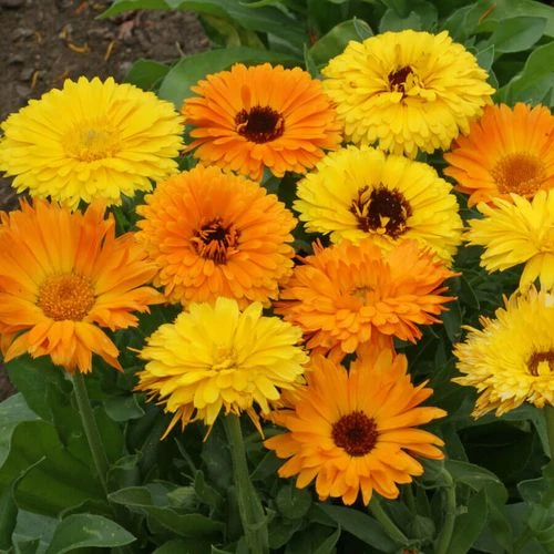 'Pacific Beauty Mix' Calendula Seeds 4 'Pacific Beauty Mix' Calendula Seeds - Image 2