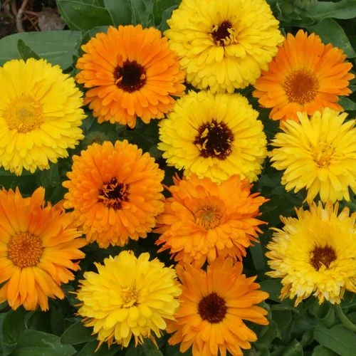 'Pacific Beauty Mix' Calendula Seeds 3 'Pacific Beauty Mix' Calendula Seeds
