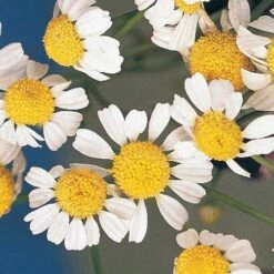 German Chamomile Seeds -Park Seed® Shop 00526 1