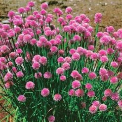 Chives Seeds