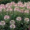 Sparkler Blush Spider Flower Seeds -Park Seed® Shop 00570 pk p1