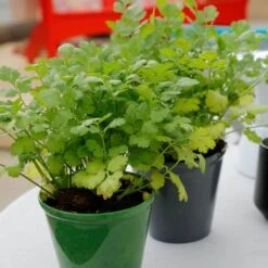 Santo Cilantro Seeds -Park Seed® Shop 00602 2