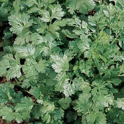 Santo Cilantro Seeds -Park Seed® Shop 00602 3