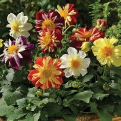 Harlequin Mix Dahlia Seeds