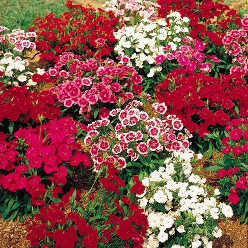 Telstar™ Mix Hybrid Dianthus Seeds 3 Telstar™ Mix Hybrid Dianthus Seeds