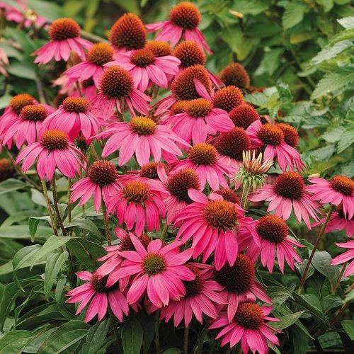 PowWow® Wild Berry Coneflower Seeds 3 PowWow® Wild Berry Coneflower Seeds