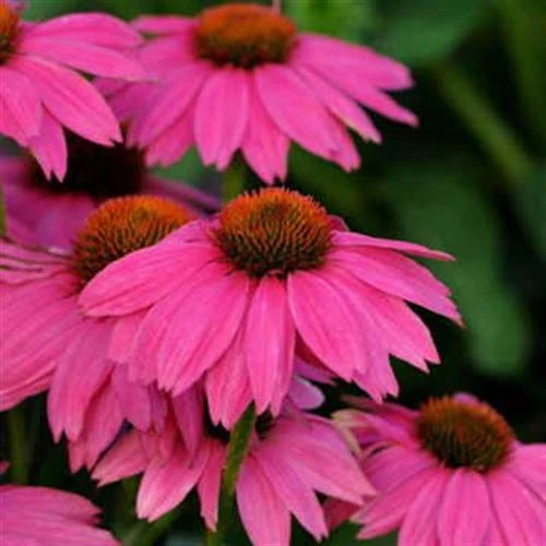 PowWow® Wild Berry Coneflower Seeds 4 PowWow® Wild Berry Coneflower Seeds - Image 2
