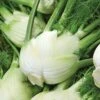 Florence Fennel Seeds 2 Florence Fennel Seeds -Park Seed® Shop 00831 PK P1