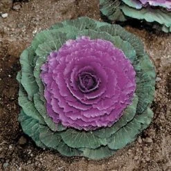 Color Up Purple Hybrid Ornamental Cabbage Seeds