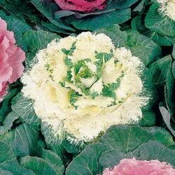 Color Up White Hybrid Ornamental Cabbage Seeds