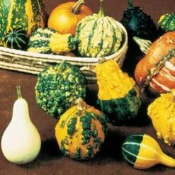 Gourd Complete Large & Small Mix Seeds