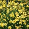 Dakota Gold Helenium Seeds -Park Seed® Shop 00940 PK 100