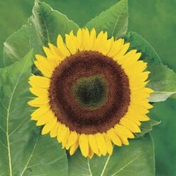 Giganteus Sunflower Seeds