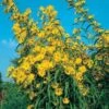 Prairie Sunflower Seeds -Park Seed® Shop 00952 pk p1