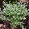 Silver Mist Helichrysum Seeds -Park Seed® Shop 00965 PK 100