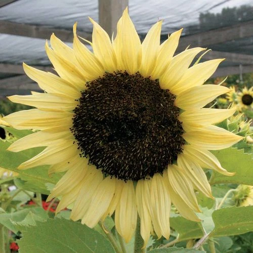 'Italian White' Sunflower Seeds 4 'Italian White' Sunflower Seeds - Image 2