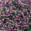 Gypsy Deep Rose Hybrid Gypsophila Seeds -Park Seed® Shop 00983 PK 250