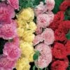 Summer Carnival Hollyhock Mix Seeds -Park Seed® Shop 00985 pk p1