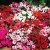Accent™ Mix Hybrid Impatiens Seeds