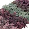 Confetti Compact Mix Polka Dot Seeds -Park Seed® Shop 01083 PK 500