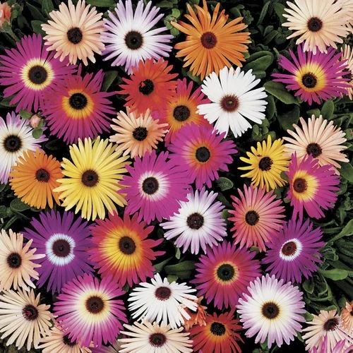 Harlequin Mix Livingstone Daisy Seeds 3 Harlequin Mix Livingstone Daisy Seeds