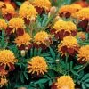 Tiger Eyes Marigold Seeds 2 Tiger Eyes Marigold Seeds -Park Seed® Shop 01388 pk p1