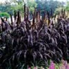 Purple Majesty Ornamental Hybrid Millet Seeds -Park Seed® Shop 01404