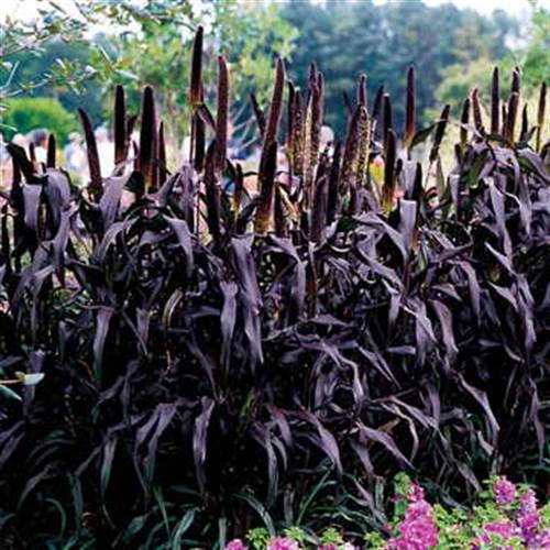 Purple Majesty Ornamental Hybrid Millet Seeds 3 Purple Majesty Ornamental Hybrid Millet Seeds