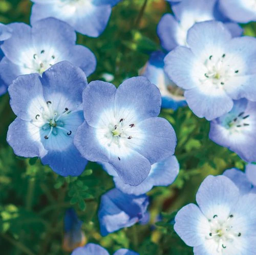 Baby Blue Eyes Seeds 4 Baby Blue Eyes Seeds - Image 2