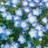 Baby Blue Eyes Seeds 1 Baby Blue Eyes Seeds -Park Seed® Shop 01416 pk p1